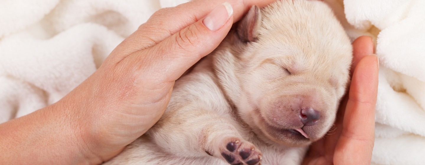 Hundewelpen kaufen – alles, was du wissen musst! | PURINA